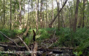 Erlenbruchwald im Naturschutz- & Naherholungsgebiet Muckenbruch