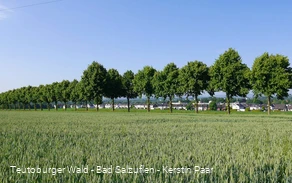 Lindenallee im Ortsteil-Breden bei Bad Salzuflen
